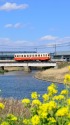 懐古 菜の花咲く春の鹿島鉄道