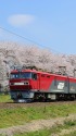 船岡桜とEH500貨物列車