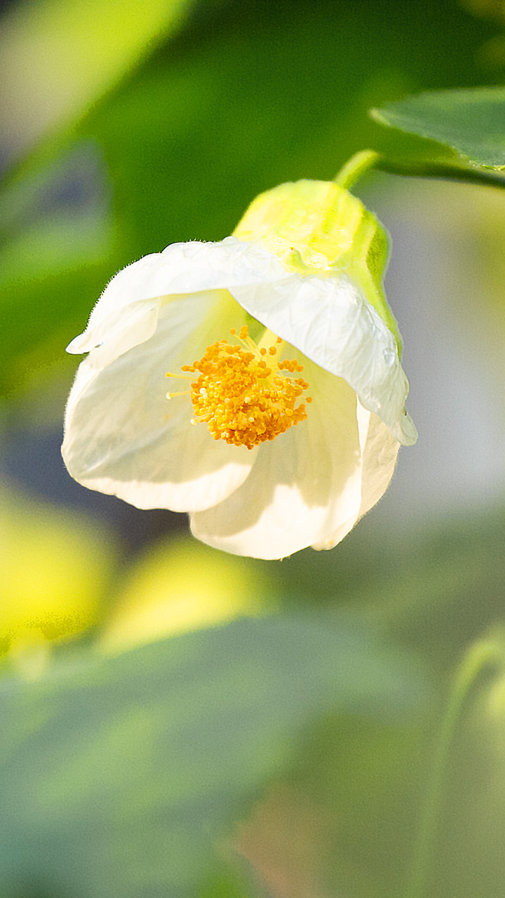 待受館 花 植物 アブチロン