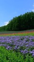 カラフルな花々の丘風景1