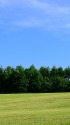 北海道 牧草地の風景