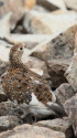 雷鳥坂の雌ライちゃん2