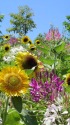 サマーガーデン・ヒマワリ