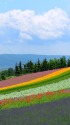 富良野 花咲く丘の風景