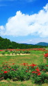 花咲く高原
