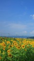 村山市の風景