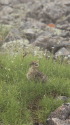 小蓮華のチビ雷鳥2