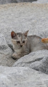 海辺の猫11-2