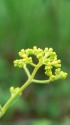 秋の芽生え
