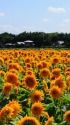 ひまわり畑