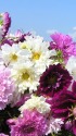 コスモスの花束