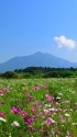 筑波山とコスモス