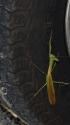 カマキリ