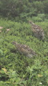笠ヶ岳のチビ雷鳥2