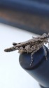 イボバッタ 