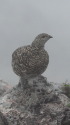 笠ヶ岳のママ雷鳥