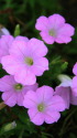 道端の花