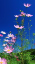 秋桜