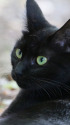 近所の猫たち 9-21
