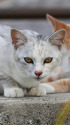 海辺の猫11-12