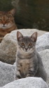 海辺の猫11-15