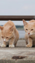海辺の猫11-16