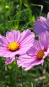 コスモス2