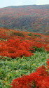 真っ赤な絨毯 栗駒山