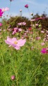 秋桜(コスモス)