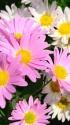 ピンクと白の花