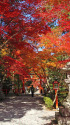 錦秋の京都、大原野神社・参道