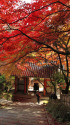 錦秋の京都・金蔵寺 石段と紅葉