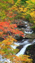 渓流と紅葉