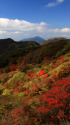 九重の紅葉