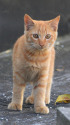 近所の猫たち 10-22
