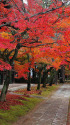 錦秋の京都・真如堂