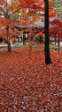 錦秋の京都・真如堂、散紅葉