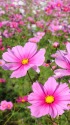 コスモス