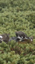 ボス雷鳥と子分達