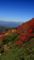 九重星生山の紅葉