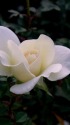 薔薇:サラトガ