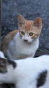 近所の猫たち 10-31