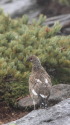 継子のチビ雷鳥2