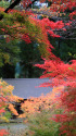 五家の荘 紅葉