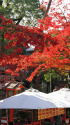 錦秋の京都・八坂神社