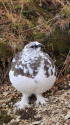 燕山荘の雄雷鳥2