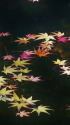 池に浮かぶ落ち紅葉