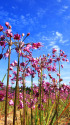 花ラッキョウ畑