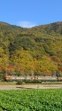 紅葉の中を走る湘南色169系
