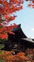 京の紅葉見頃・東福寺通天橋